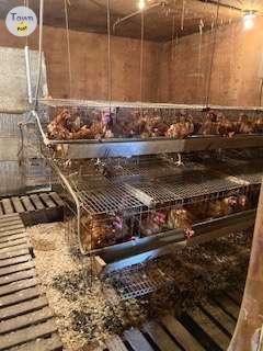 Photo of Laying hens 15 months old, available April 20