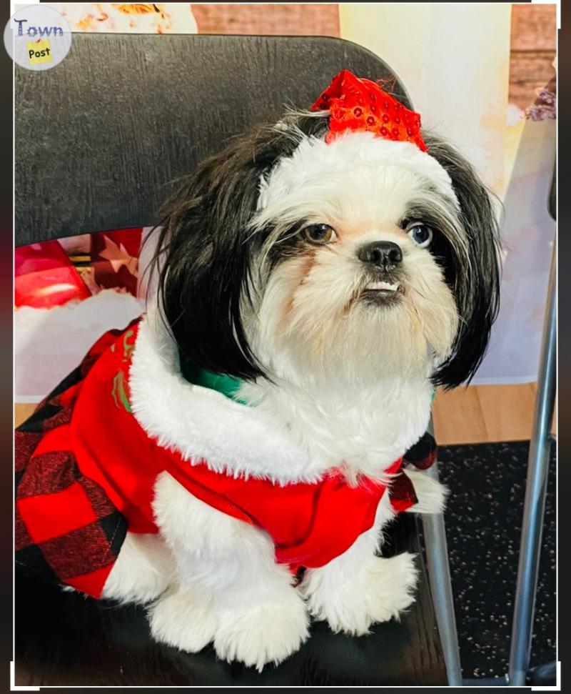 Photo of Puppies for sale in Calgary