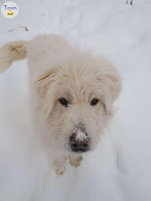 Photo of female komondor mix