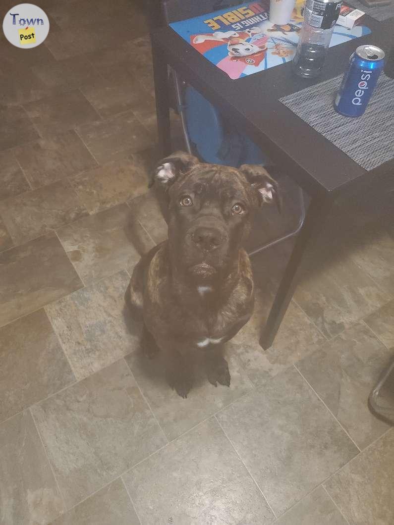 Photo of Male Brindle Cane Corso