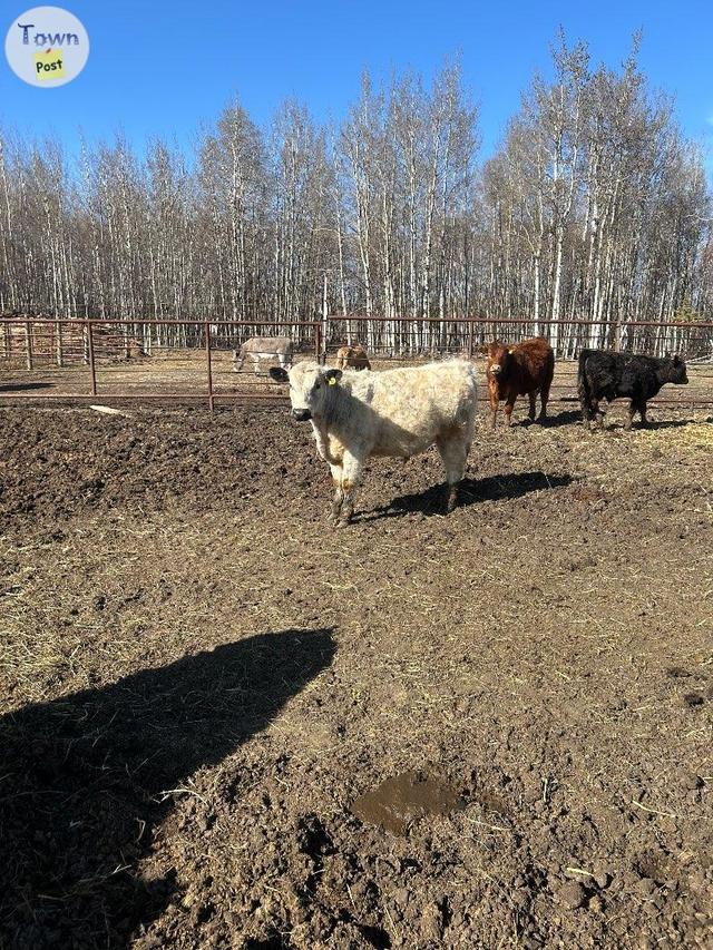 Photo of Yearling pure bred Speckled Park Bull