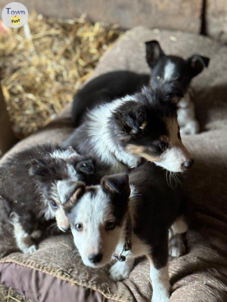 Photo of Farm dogs