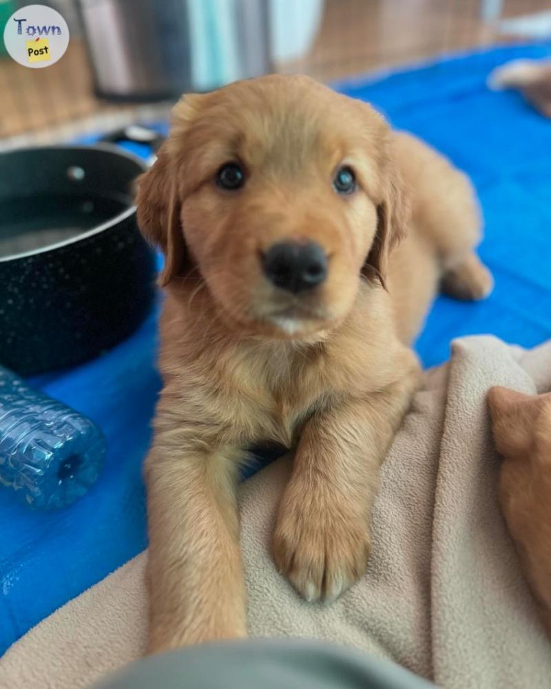 Photo of Beautiful Golden Retriever X Bernese/Shepard akita pups