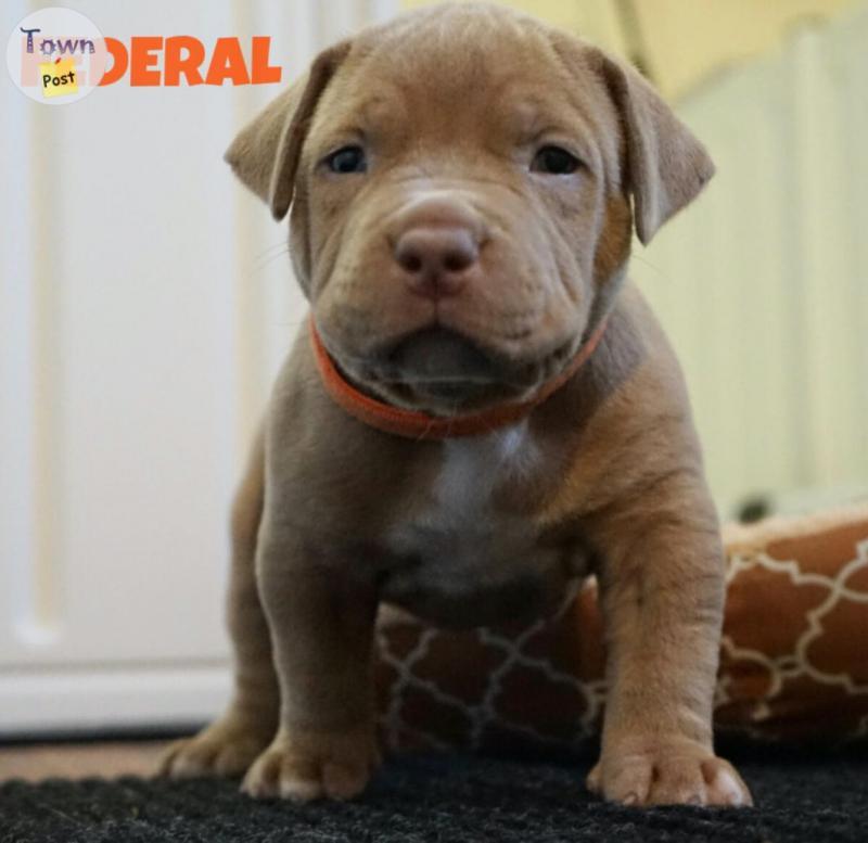 Photo of Champagne Xl American Bully Puppies