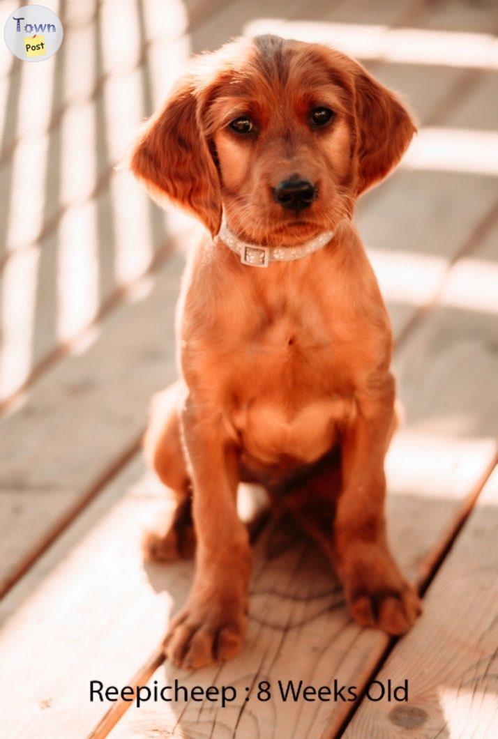 Photo of READY TO GO: Purebred Irish Setter Puppy