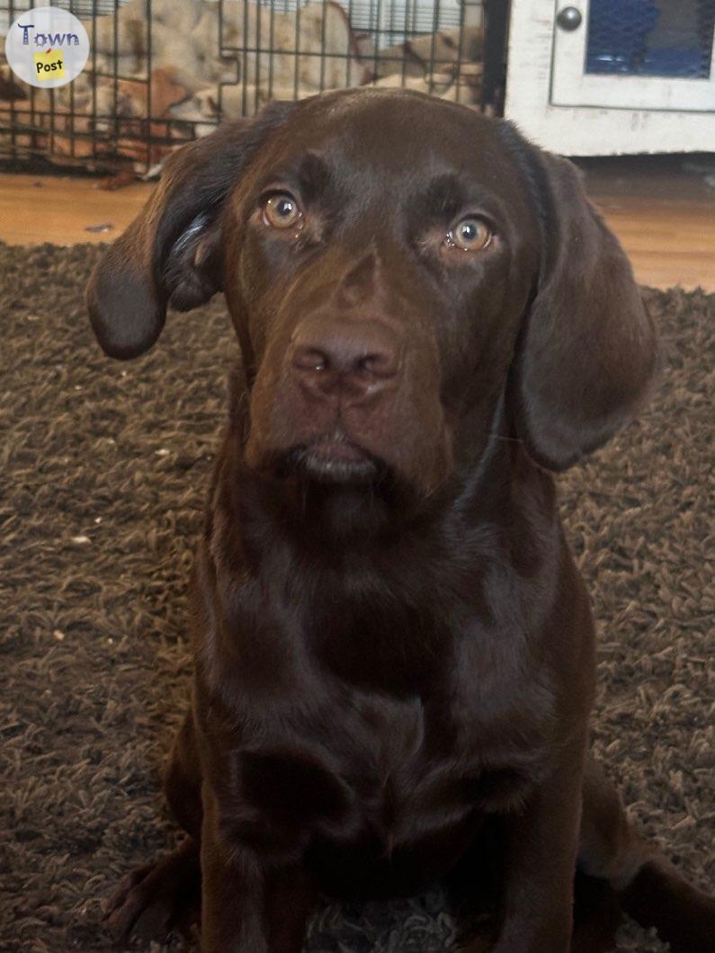 Photo of Beautiful chocolate lab pup 