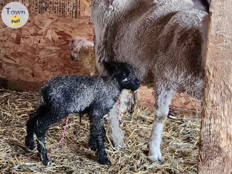 Photo of Wool sheep - ram lambs