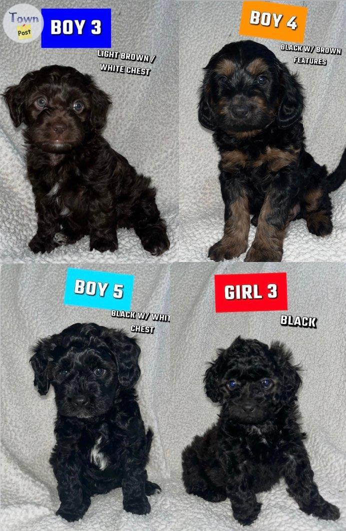 Photo of Hypoallergenic goldendoodles X puppies for sale