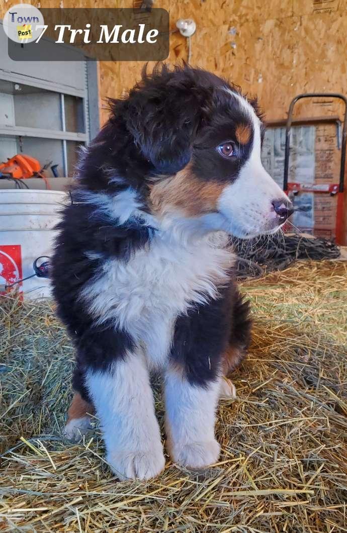 Photo of Mini Australian Shepherd Pups 