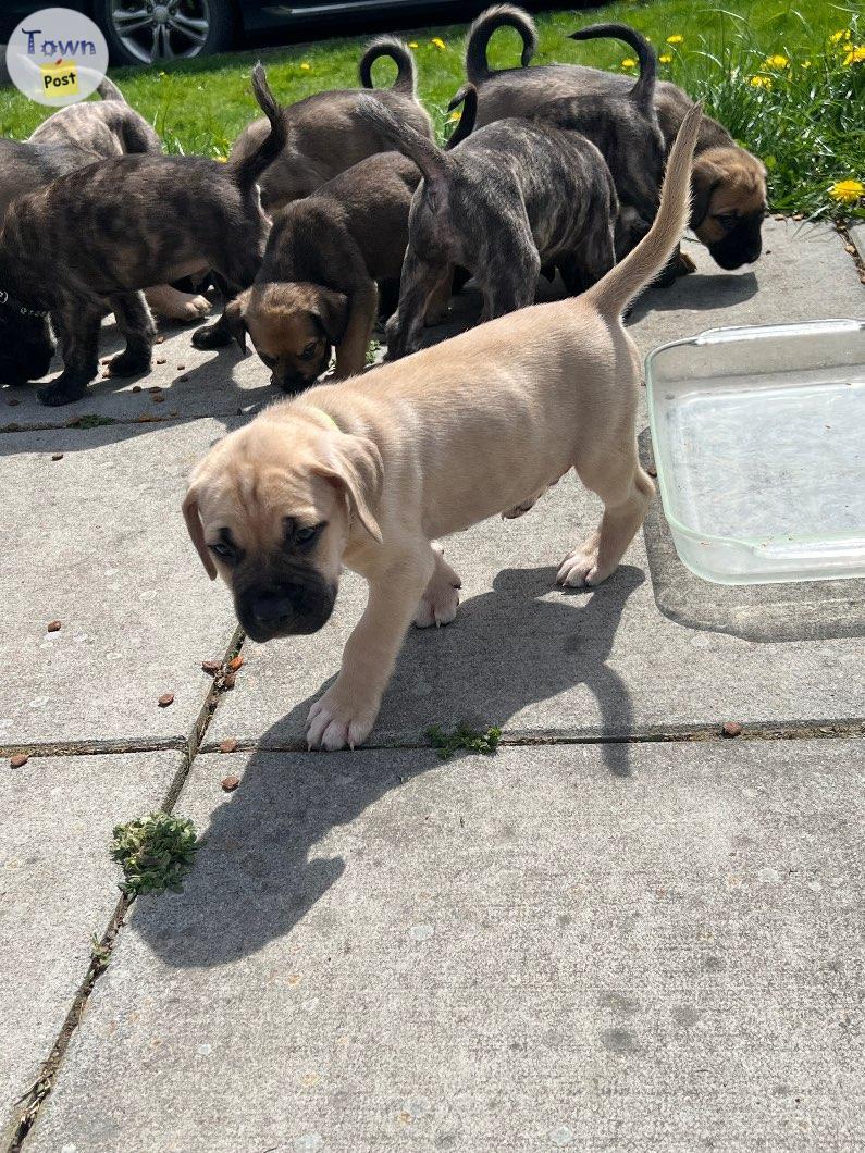 Photo of English mastiff/cane corso x