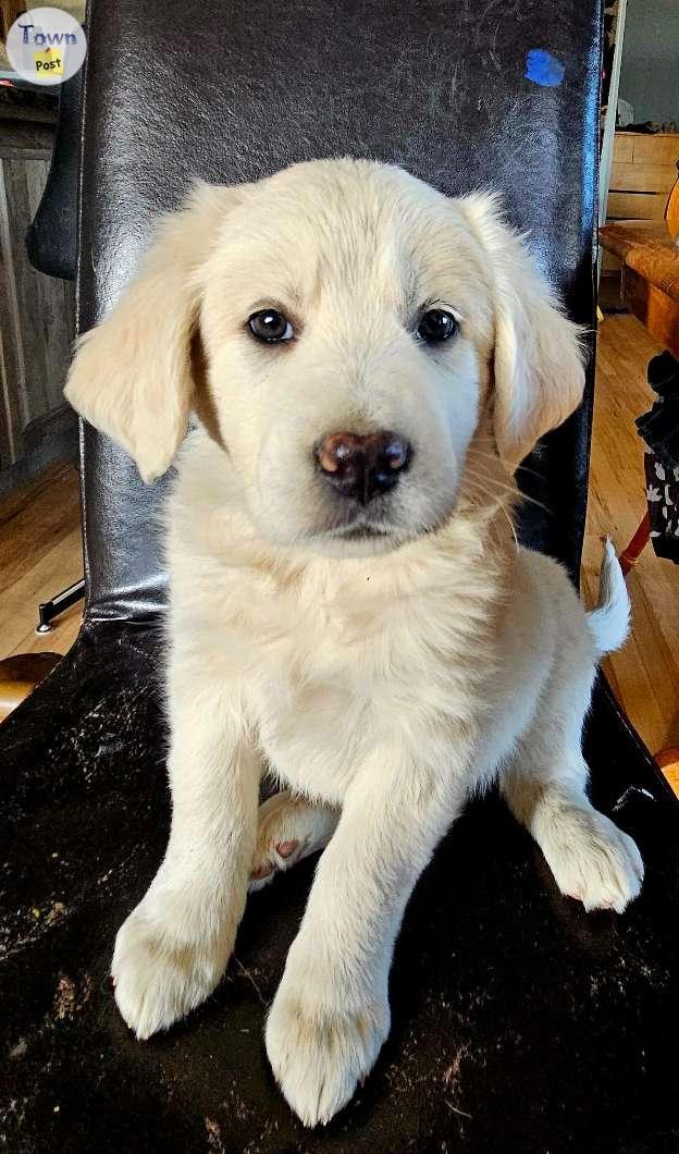 Photo of Labrador - Golden Retriever - Great Pyrenees Puppies