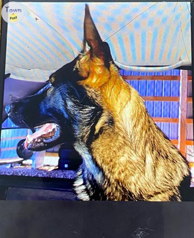 Photo of Purebred German Shepherd stud for hire