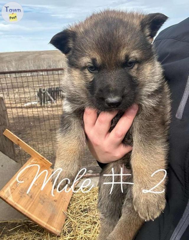 Photo of Sable german shepherd puppies