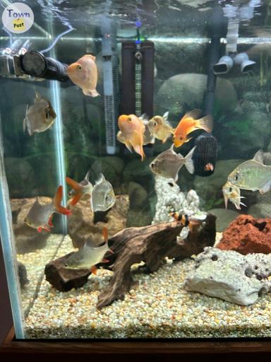 Photo of FREE must sell moving beautiful community fish - 1