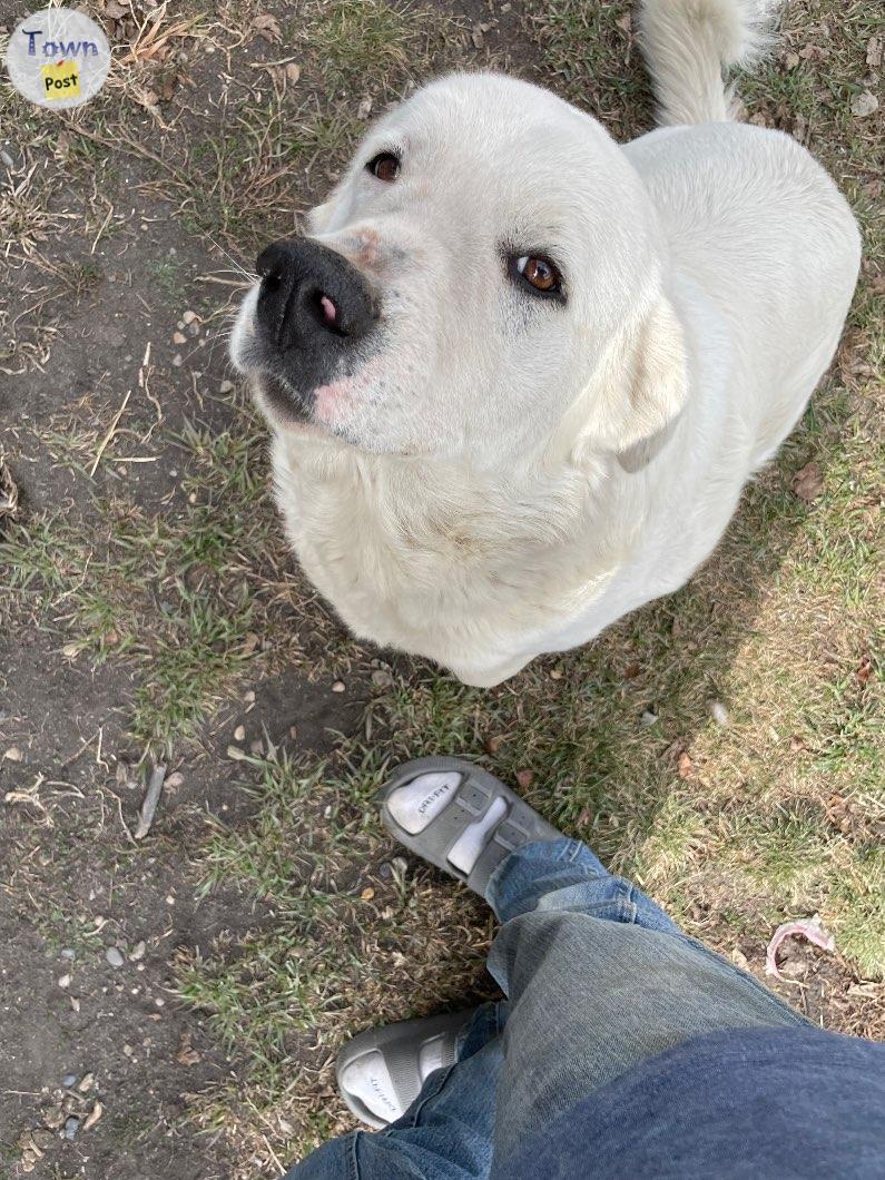 Photo of Great Pyrenees looking for a loving home