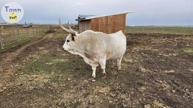 Photo of Corriente x bull for rent  - 2