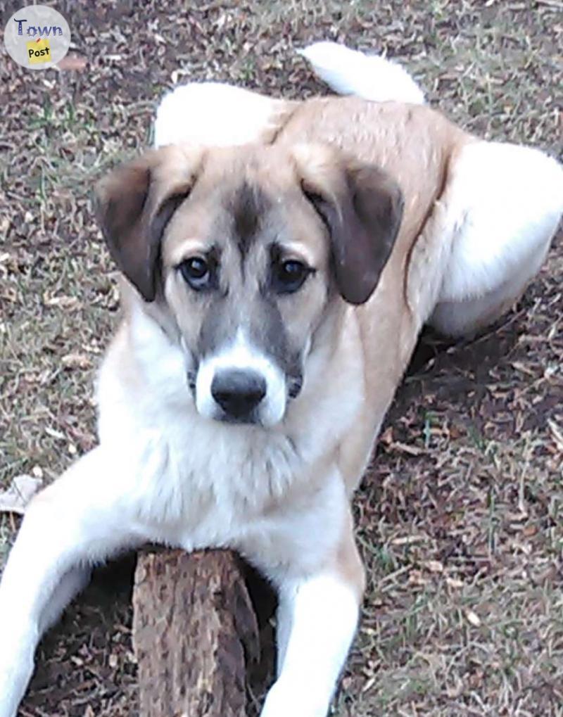 Photo of Pyrenees Sarplaninac Cross female