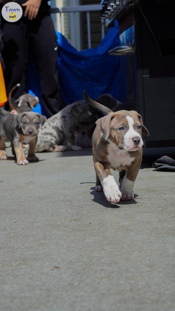 Photo of Xl American Bully puppies