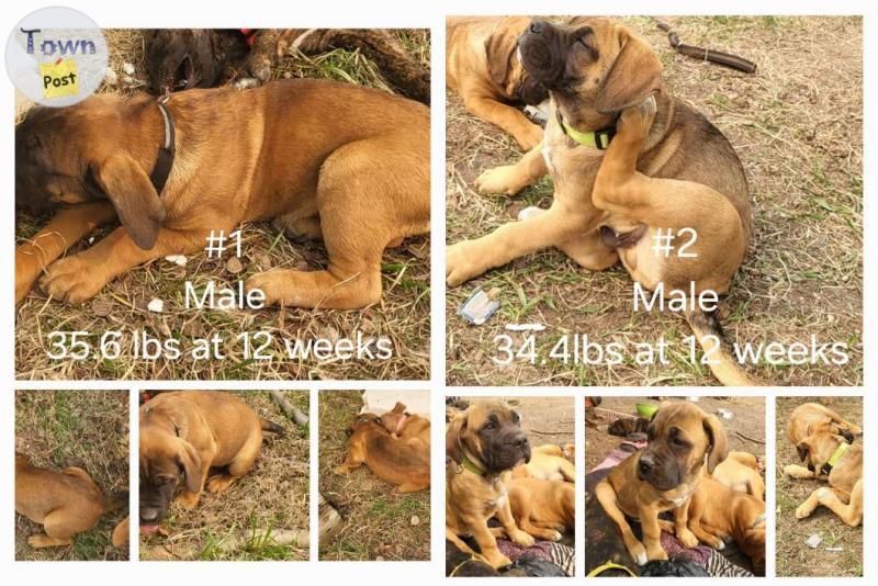 Photo of Boerboel/Cane Corso pups 