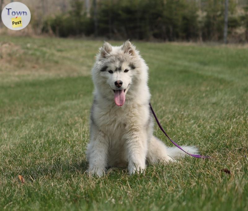 Photo of Registered Siberian Husky puppies 