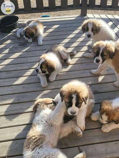 Photo of St Bernard/Maremma Sheepdog cross Pups - 2