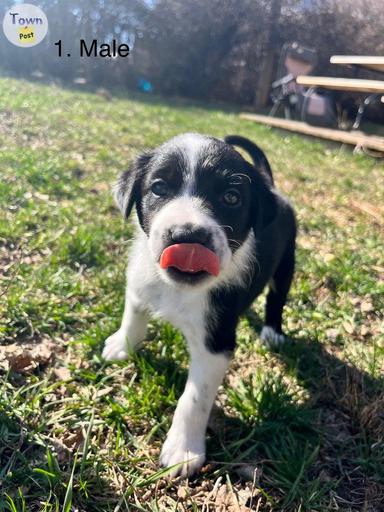 Photo of Border Collie/Kelpie Puppies for Sale  - 1