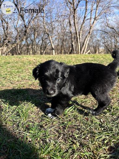 Photo of Border Collie/Kelpie Puppies for Sale  - 2