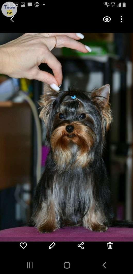 Photo of Teacup yorkie for stud dervice