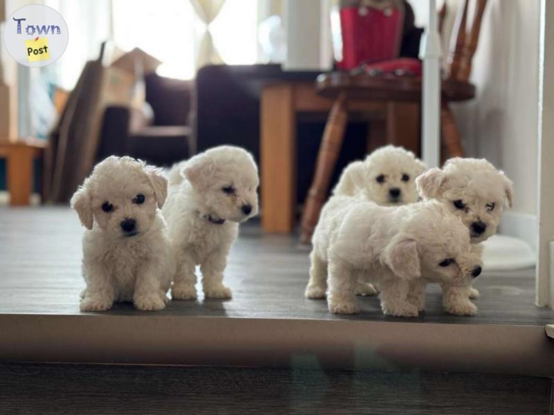 Photo of Bichon Frise puppies for sale!