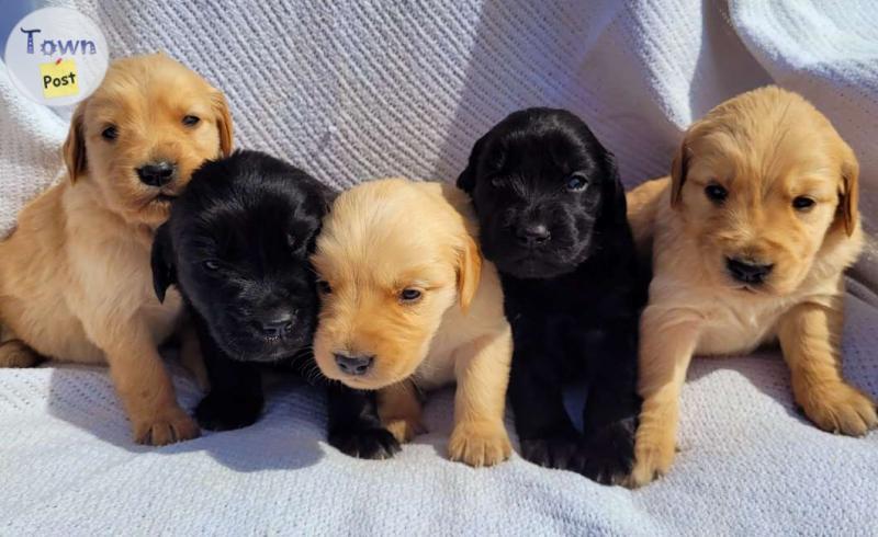 Photo of 3/4 Golden Retriver Puppies