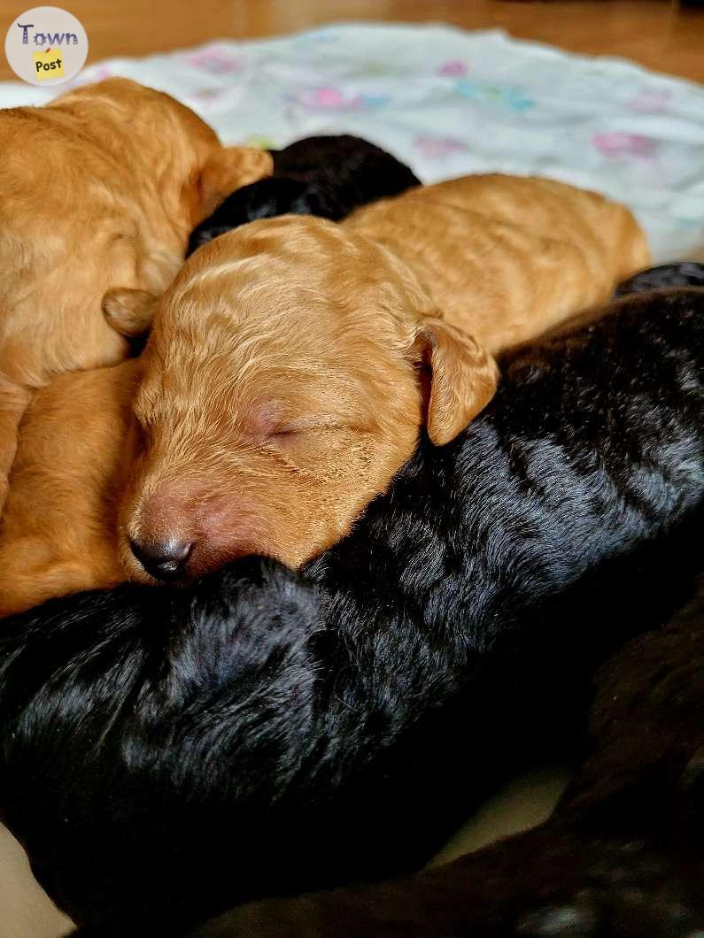 Photo of Standard Poodle Moyen Puppies