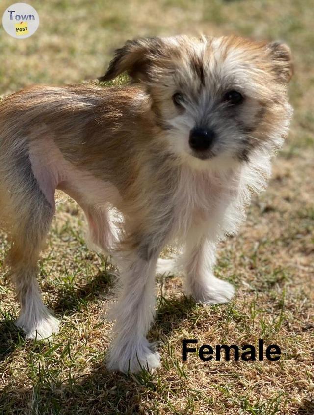 Photo of Chinese Crested Papillon Puppies