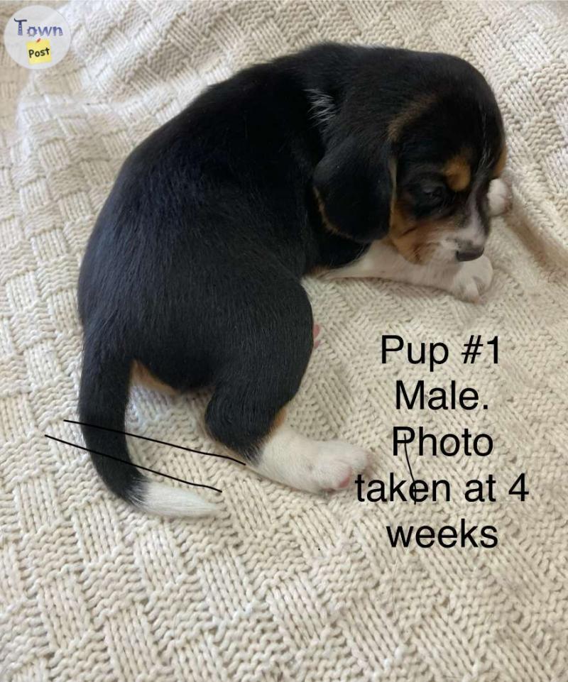 Photo of 4 Beagle Puppies (Non-registered purebred)