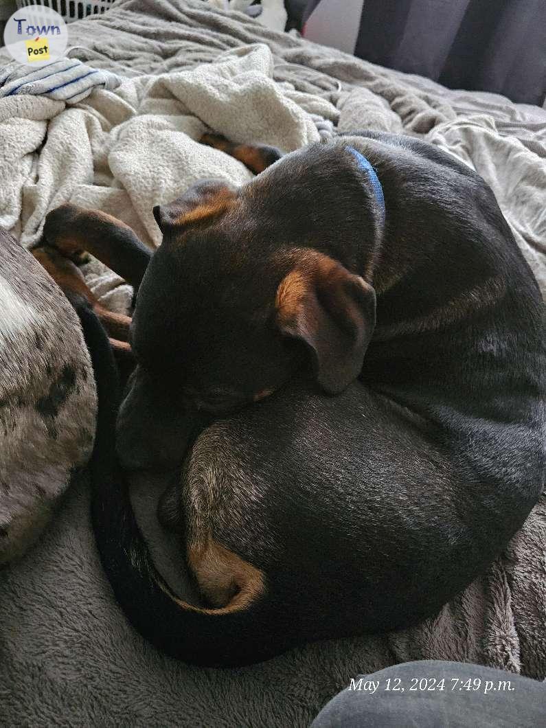 Photo of Rottie pitbull pup