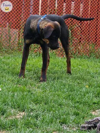 Photo of Rottie pitbull pup - 2