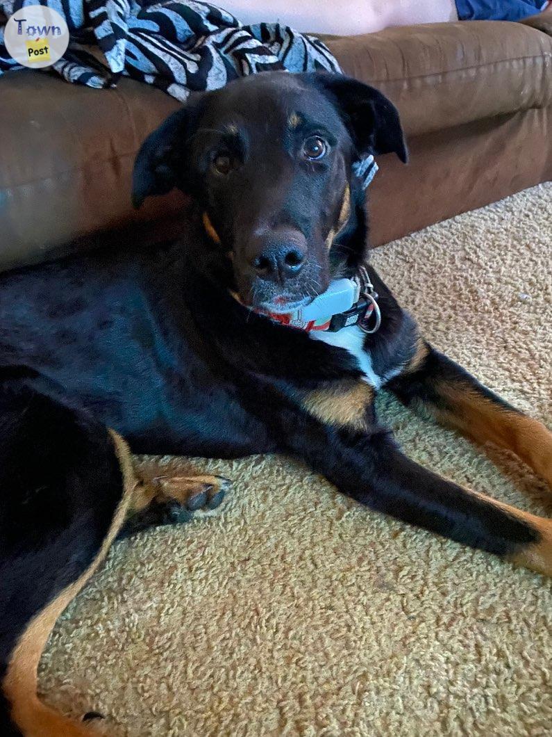 Photo of 9 month old male Bernese Mountain Dog mix 