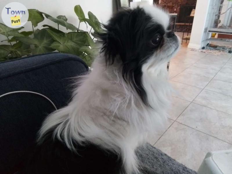 Photo of Japanese Chin Stud