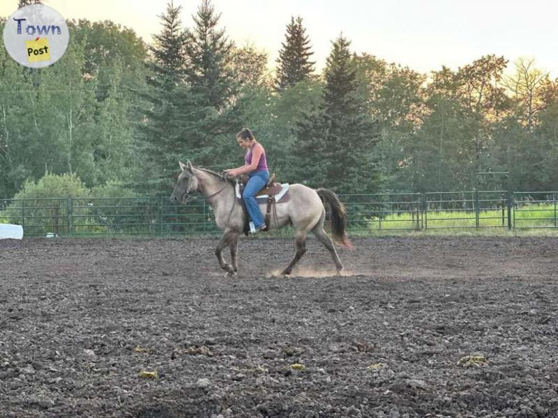 Photo of 7 year old Reg Gelding 