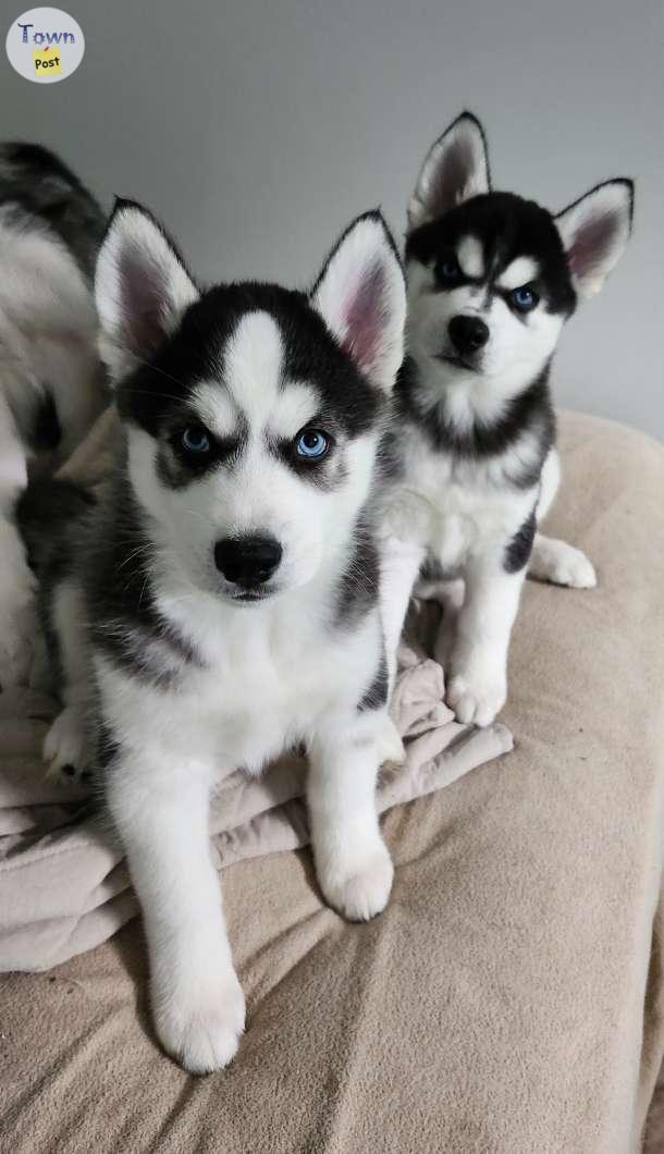 Photo of Loving,hand raised husky puppies