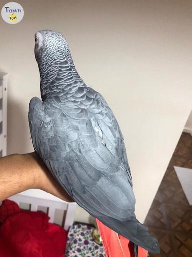 Photo of Excellent Tamed African Grey Parrots Available  - 2