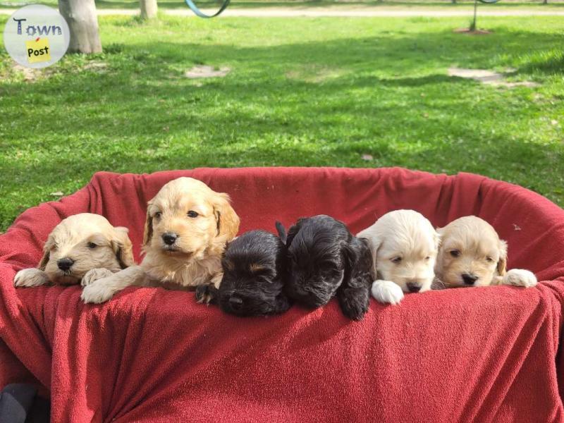 Photo of Cockapoo puppies