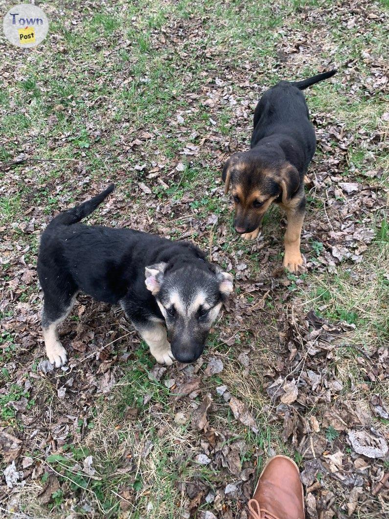 Photo of German Shepard lab puppies for free