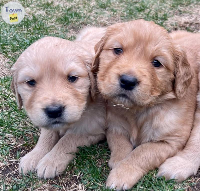 Photo of Female Golden Retriever puppies