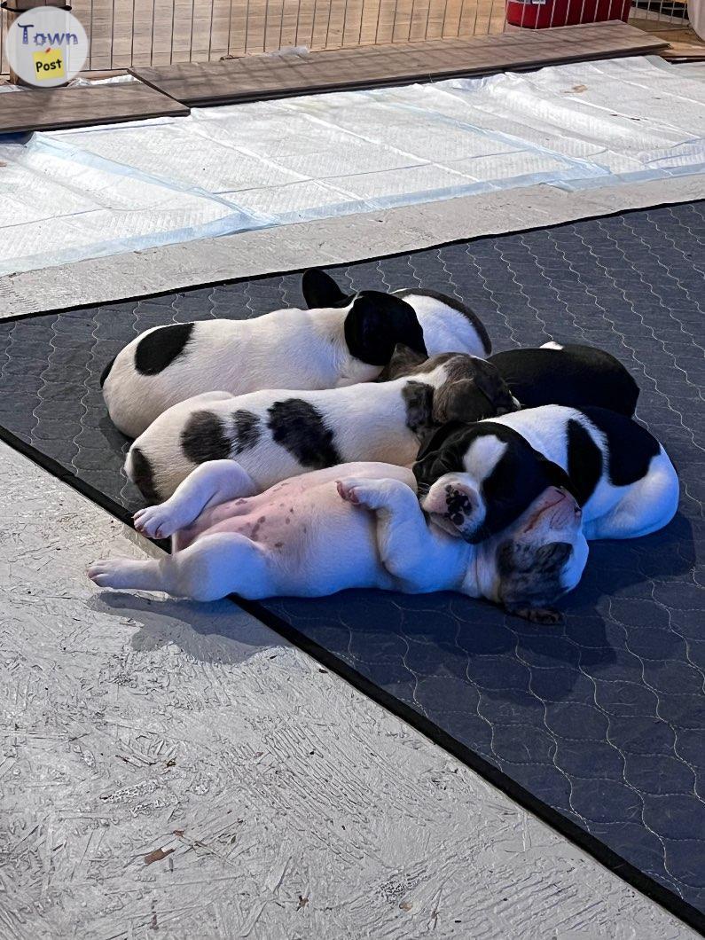 Photo of Beautiful Frenchton Puppies 