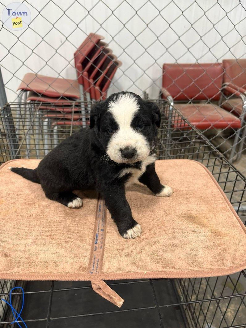 Photo of 3/4 Bernese Mountain 1/4 Golden Retriever