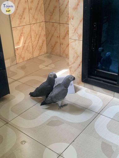 Photo of Hand raised African grey parrots - 2