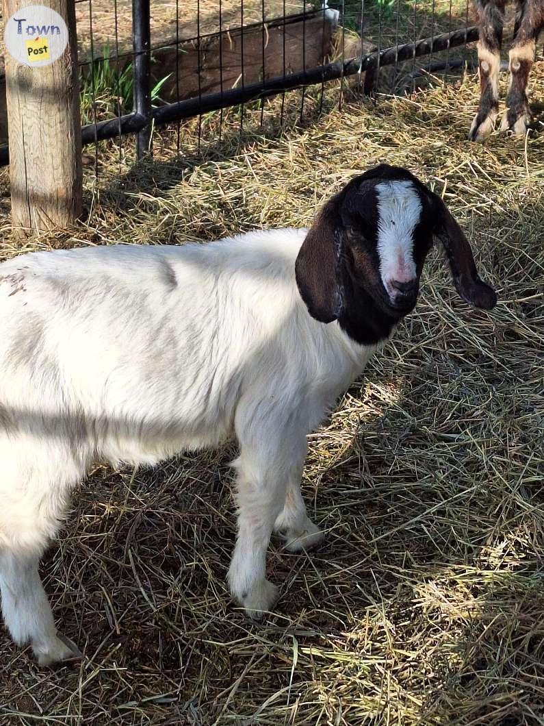 Photo of Billy Goat