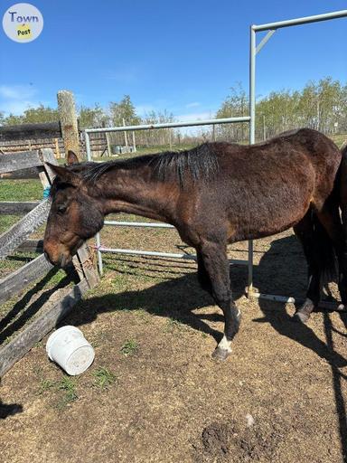 Photo of Horse for sale  - 2