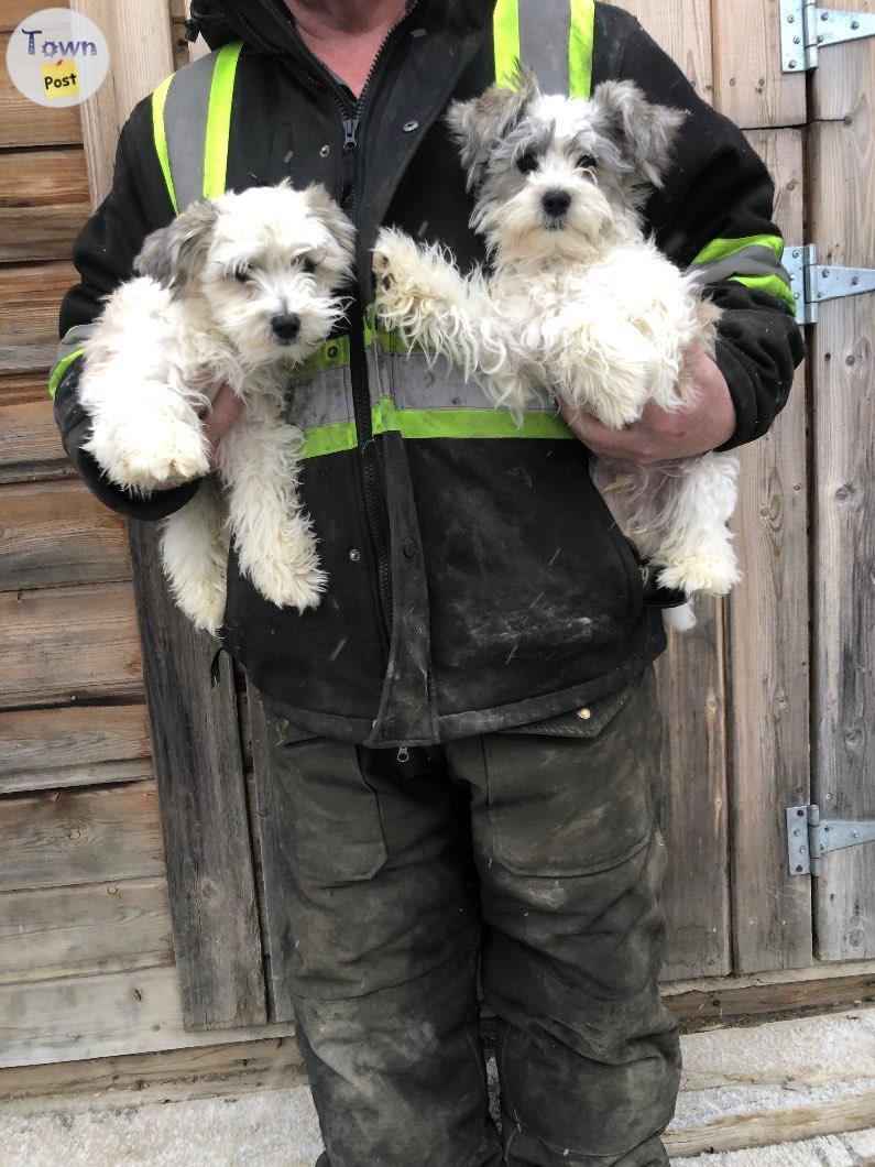 Photo of Some shnouser yorkie cross and some full yorkie full pups and adults