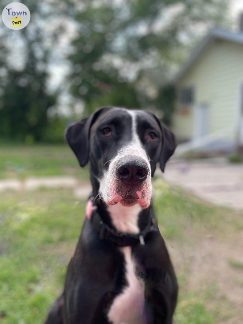 Photo of 2 yr old Great Dane mix